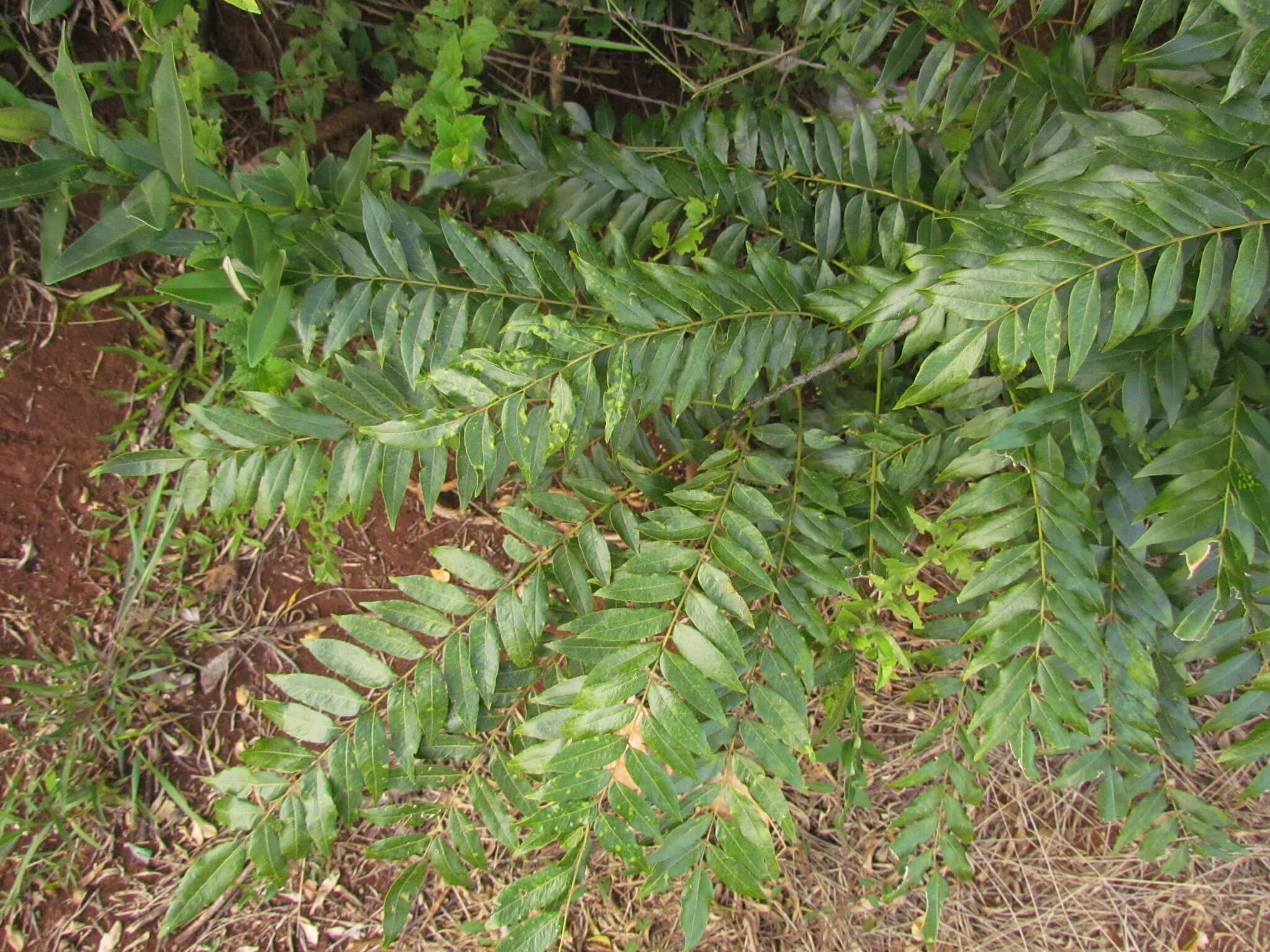 Ateleia gummifera